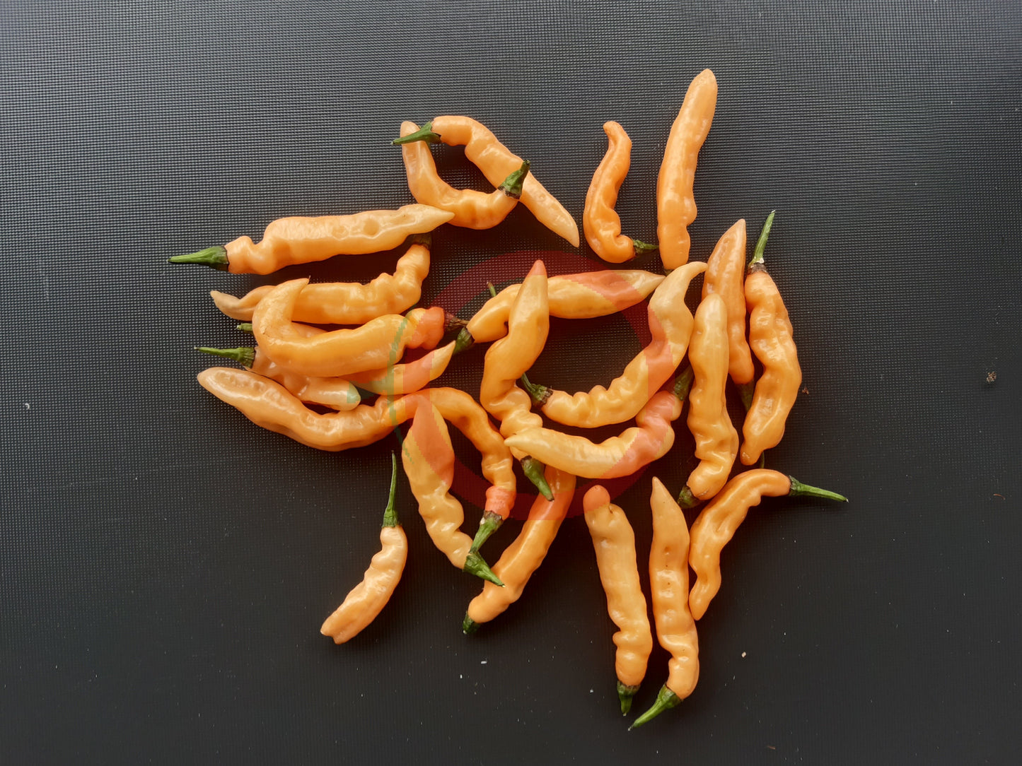 Habanero Lightning Peach DER TOMATENFLÜSTERER