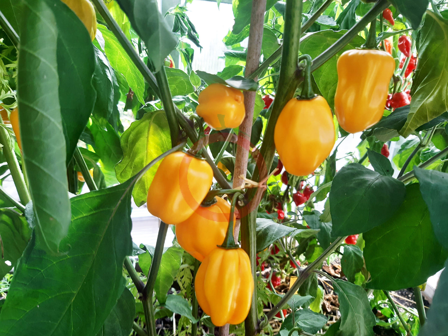 Habanero Marobie Yellow DER TOMATENFLÜSTERER