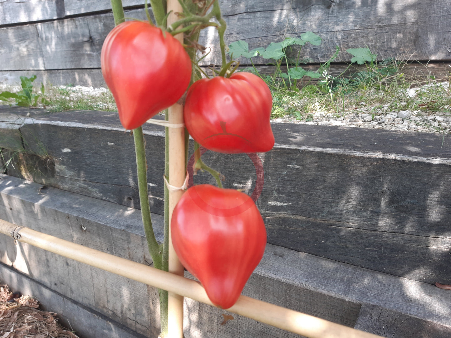 Hayes DER TOMATENFLÜSTERER