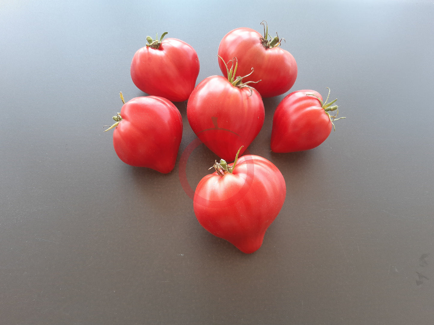 Hayes DER TOMATENFLÜSTERER