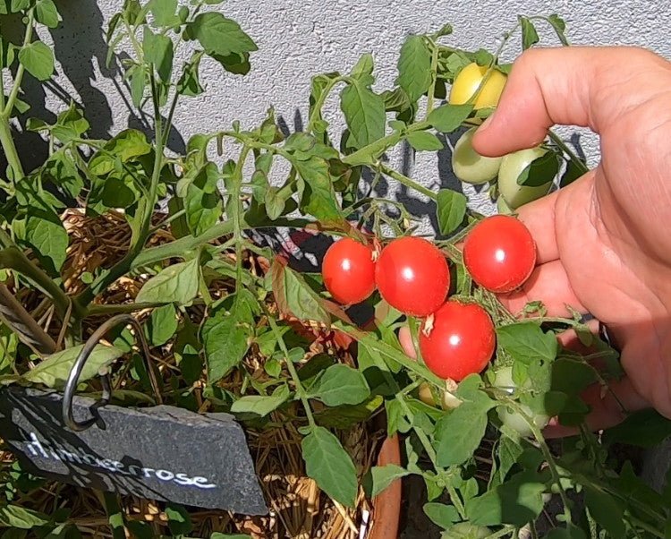 Himbeerrose DER TOMATENFLÜSTERER