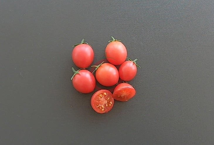 Himbeerrose DER TOMATENFLÜSTERER