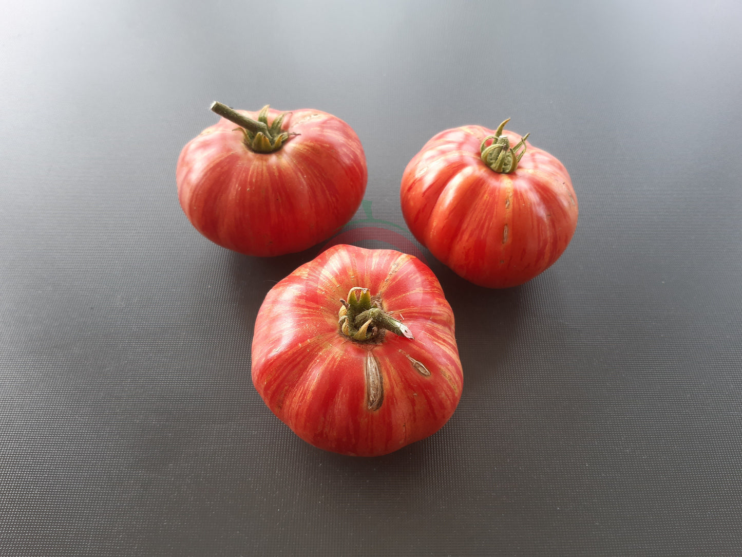 Hippie Zebra DER TOMATENFLÜSTERER