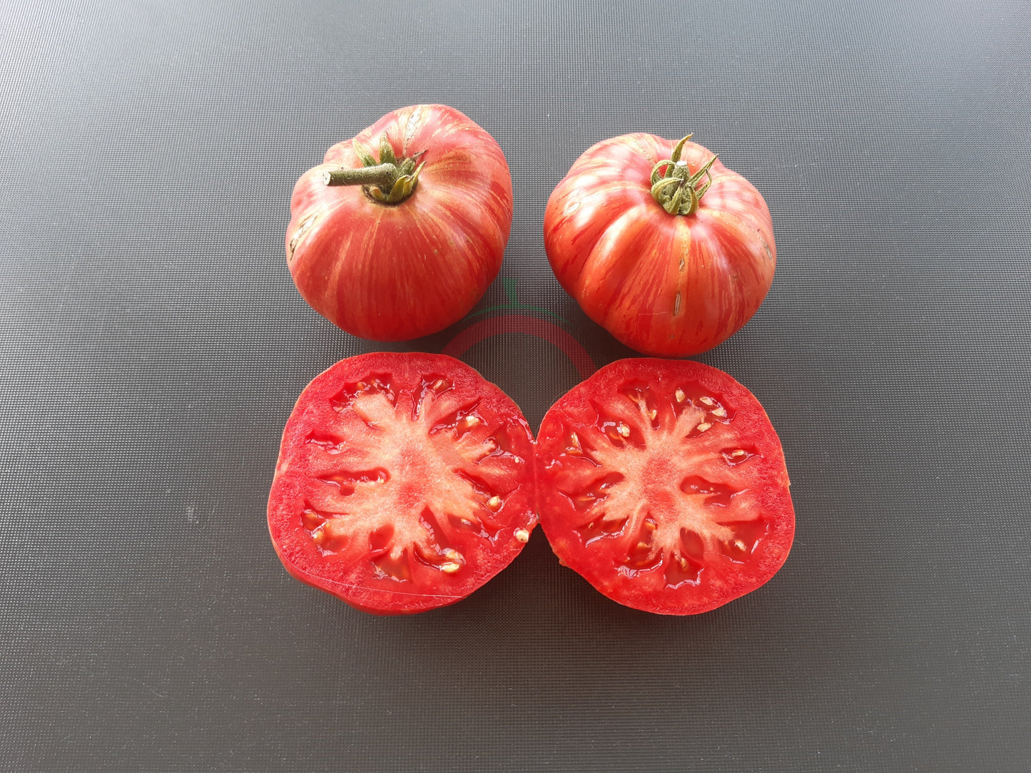 Hippie Zebra DER TOMATENFLÜSTERER