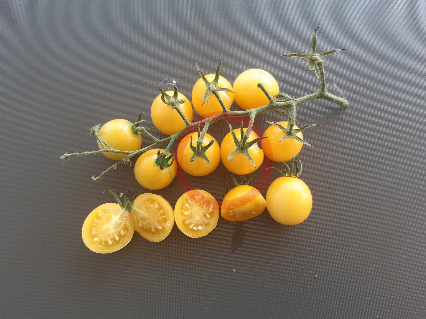 Iva´s Sweet White DER TOMATENFLÜSTERER