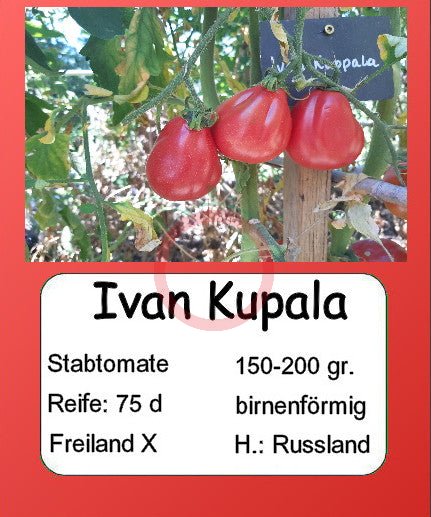 Ivan Kupala DER TOMATENFLÜSTERER