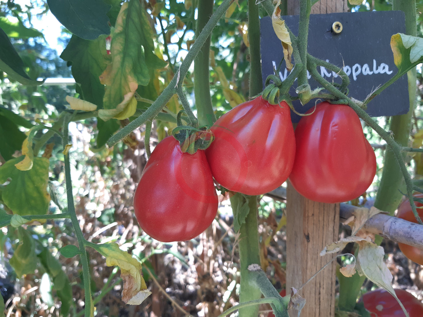Ivan Kupala DER TOMATENFLÜSTERER
