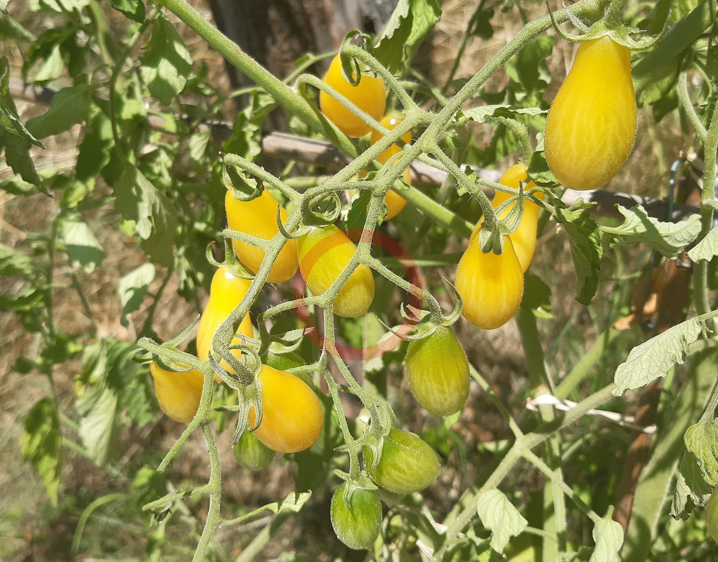 Ivory Tears DER TOMATENFLÜSTERER