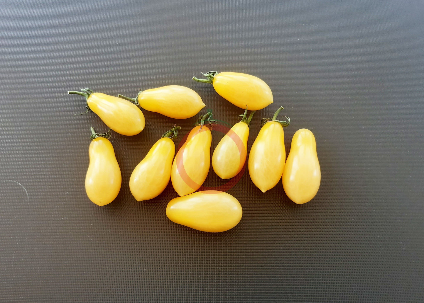 Ivory Tears DER TOMATENFLÜSTERER