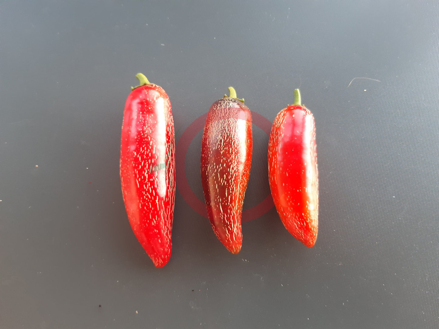 Jalapeno Craigs Grande DER TOMATENFLÜSTERER