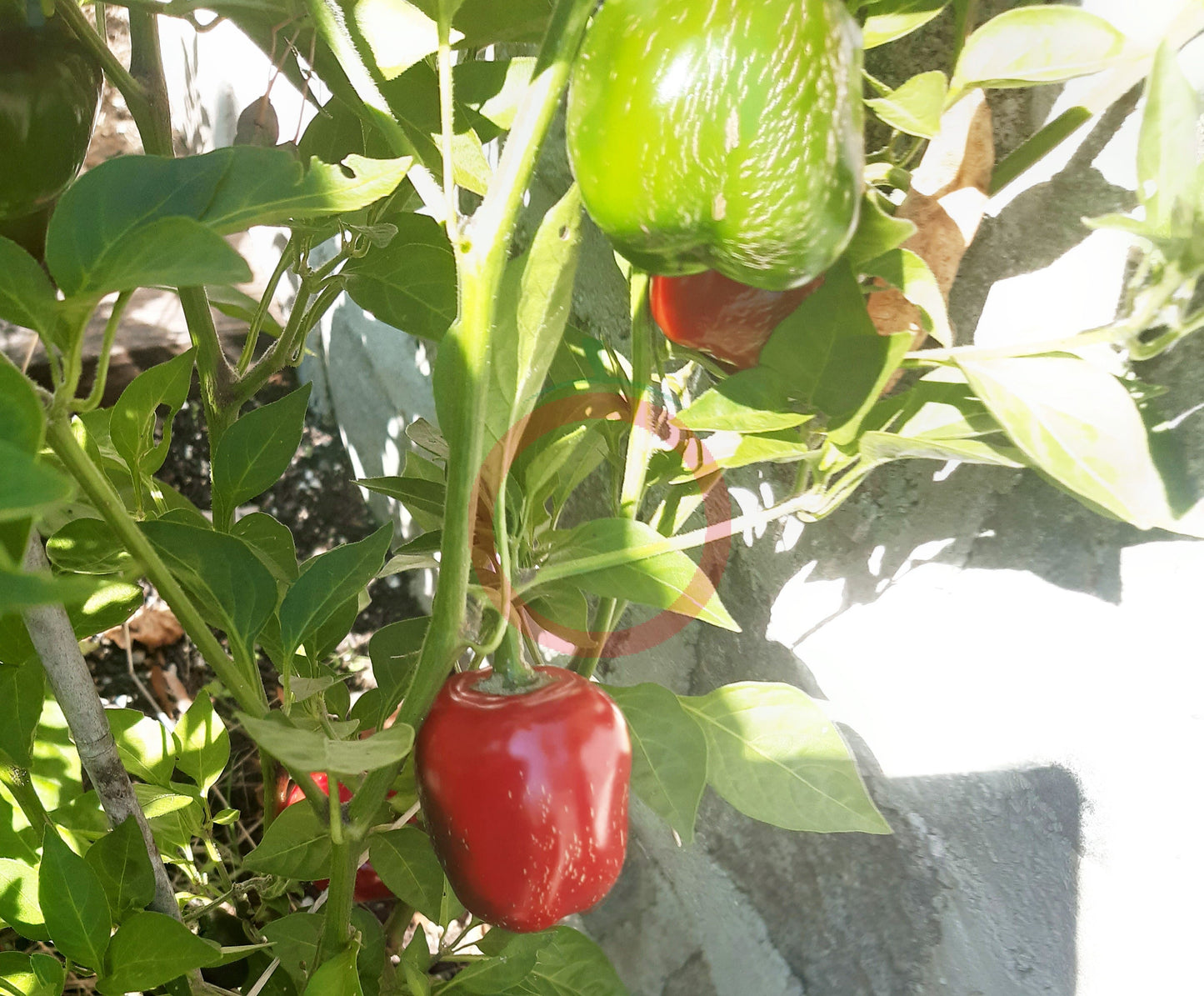 Jalapeno Dieghito DER TOMATENFLÜSTERER