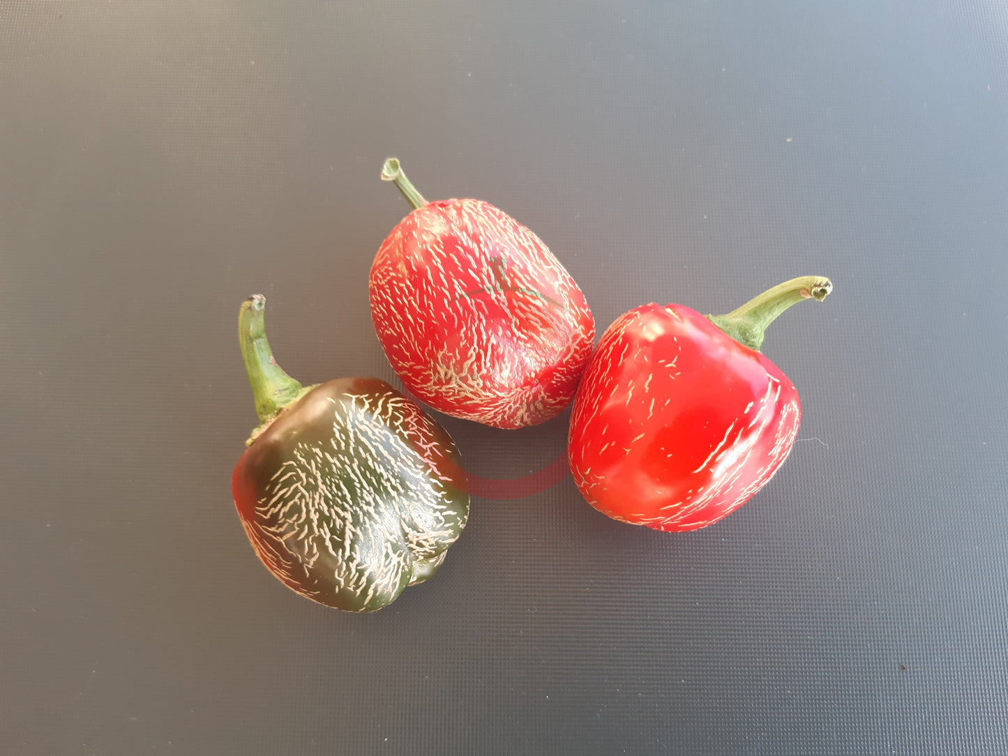 Jalapeno Dieghito DER TOMATENFLÜSTERER