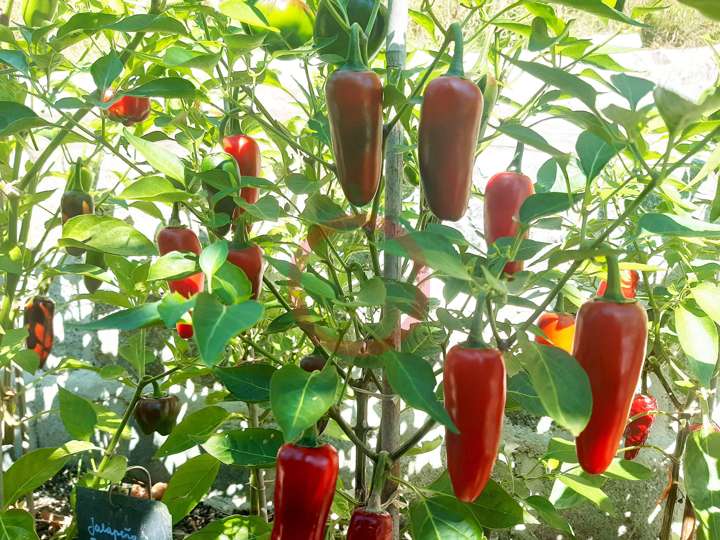 Jalapeno El Jefe DER TOMATENFLÜSTERER