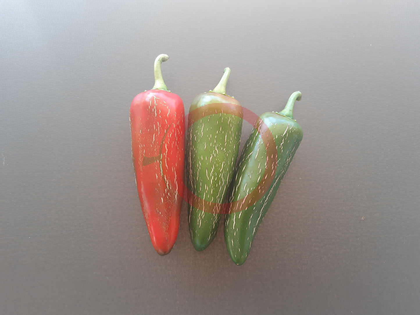 Jalapeno Mammoth DER TOMATENFLÜSTERER