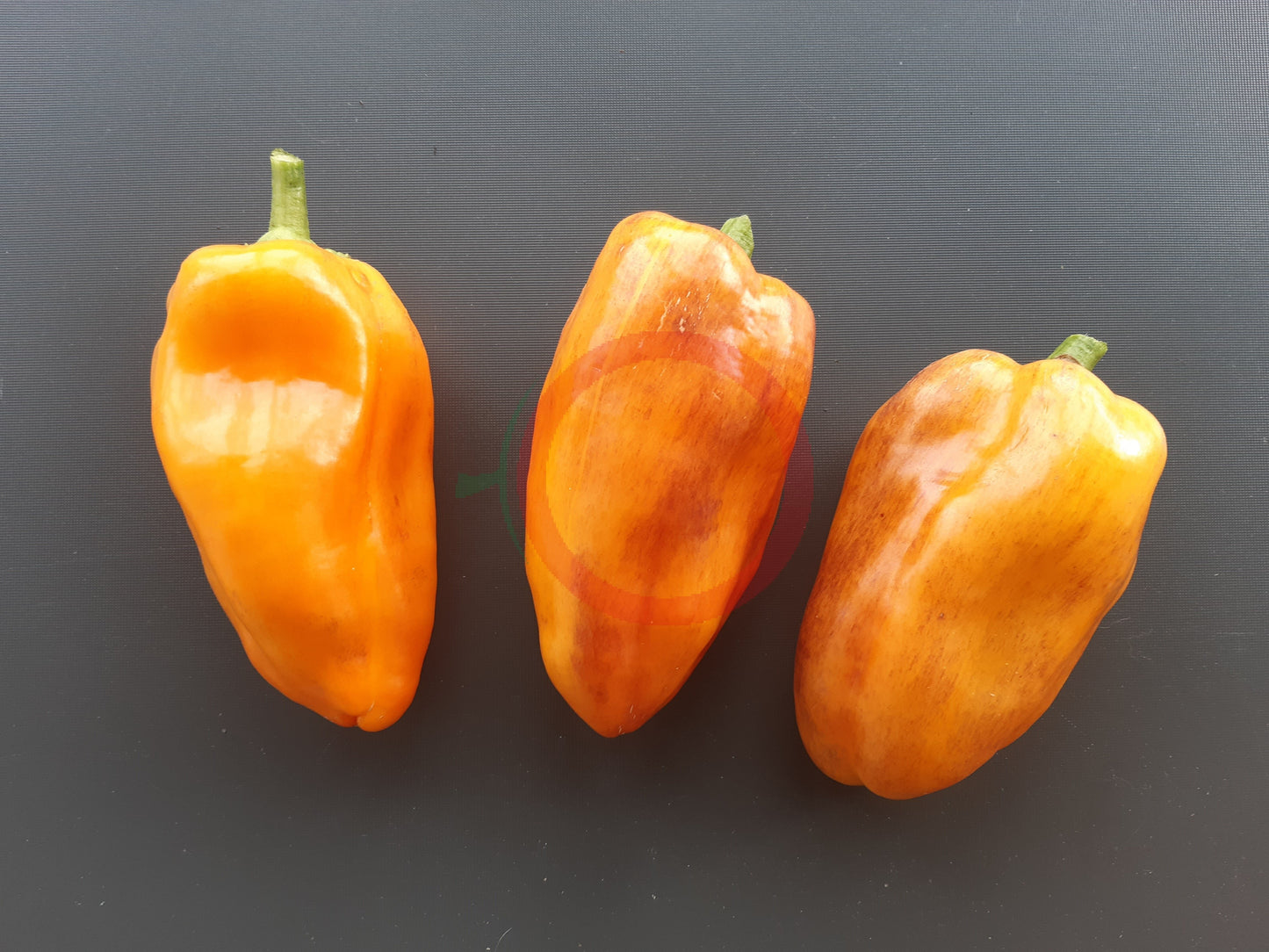 Klyaksa DER TOMATENFLÜSTERER