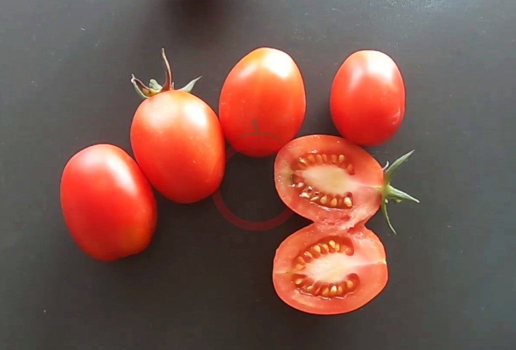König Humbert DER TOMATENFLÜSTERER