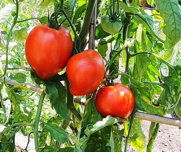 Konus DER TOMATENFLÜSTERER