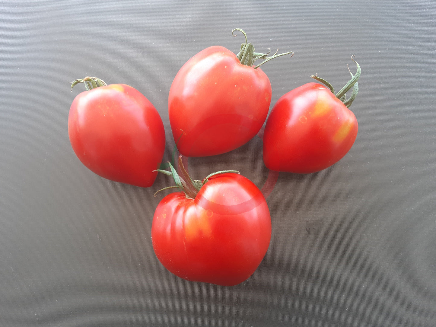 Konus DER TOMATENFLÜSTERER