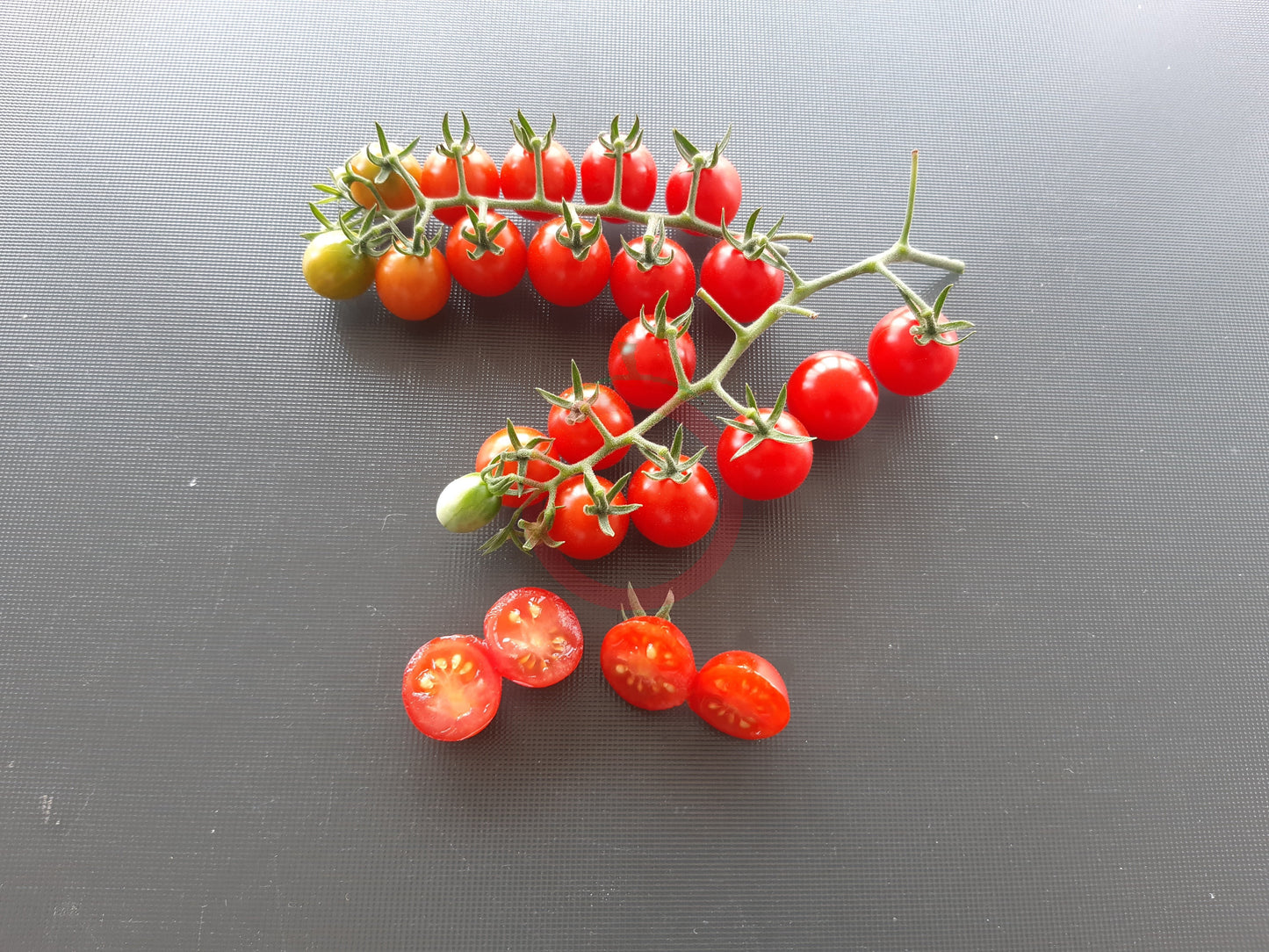 Korney´s Jelly Bean DER TOMATENFLÜSTERER