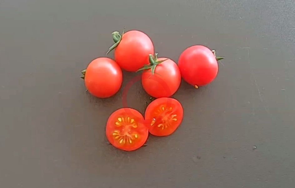 Lea von Annemarie DER TOMATENFLÜSTERER