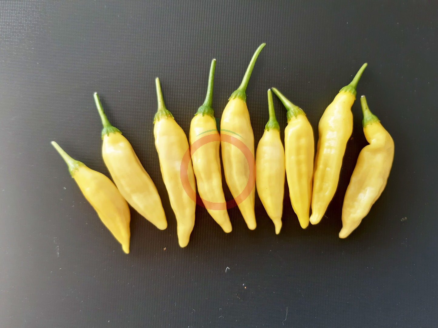 Lemon Drop DER TOMATENFLÜSTERER