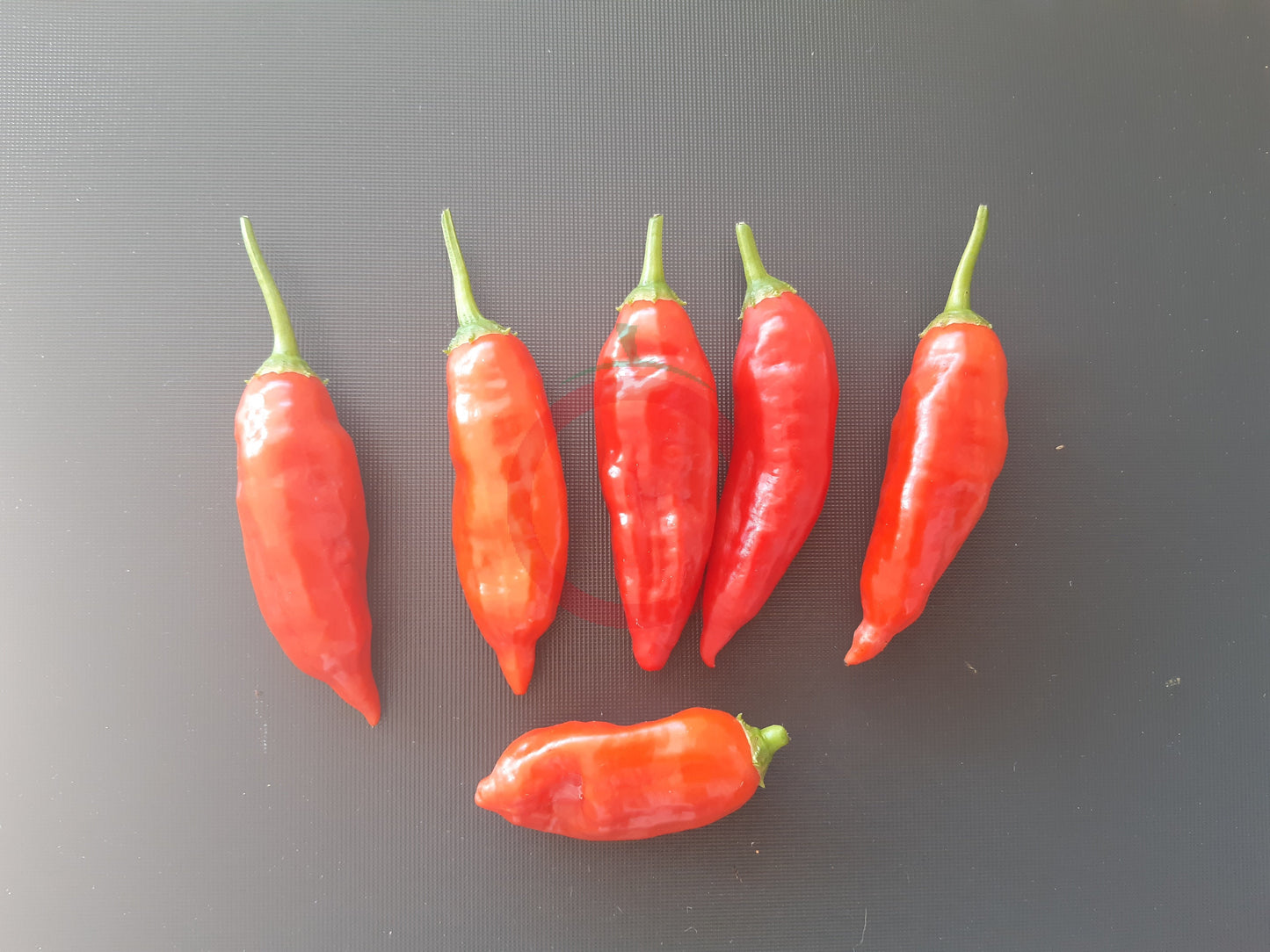 Lemon Drop Rot DER TOMATENFLÜSTERER