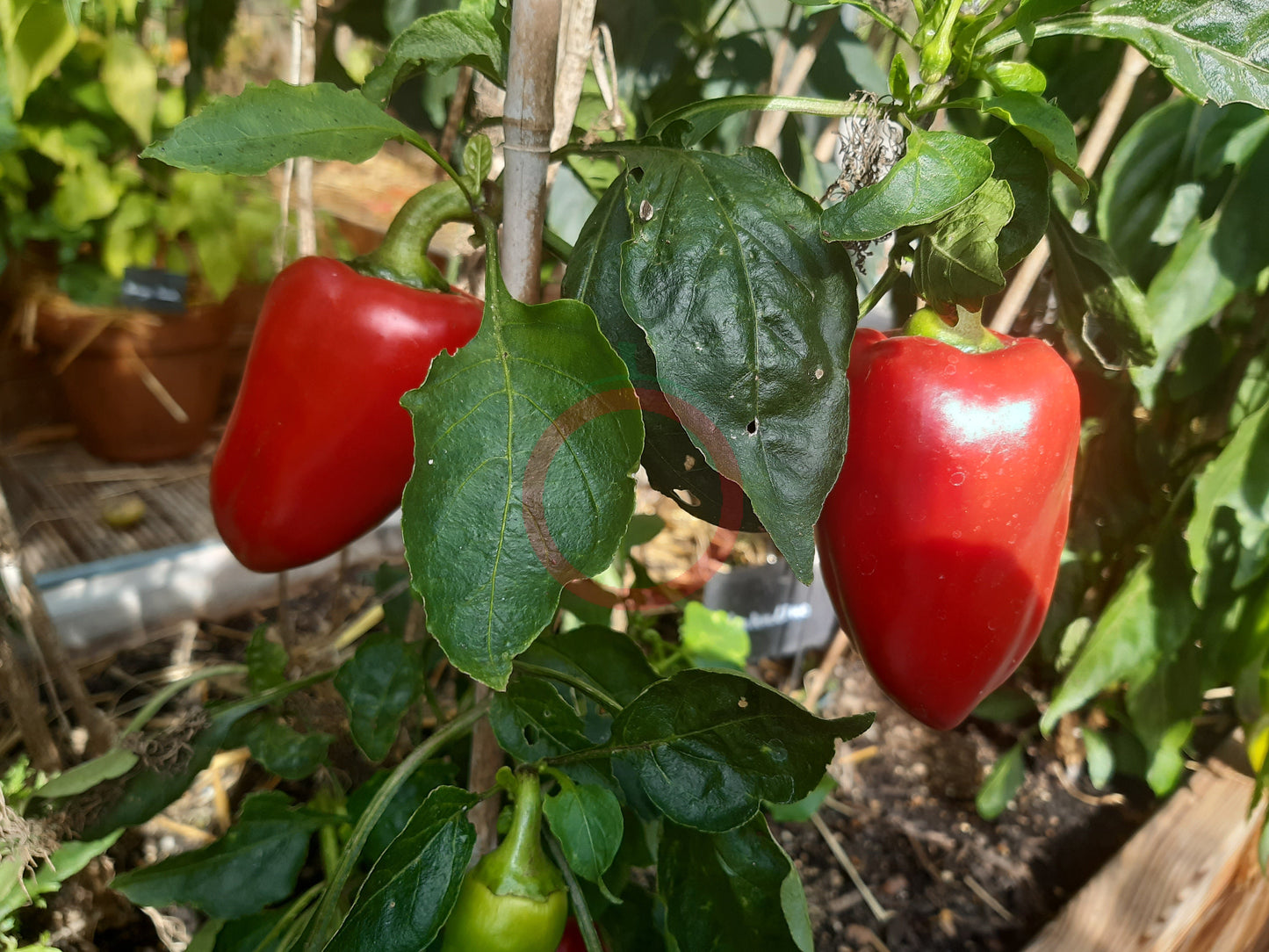 Lesya DER TOMATENFLÜSTERER