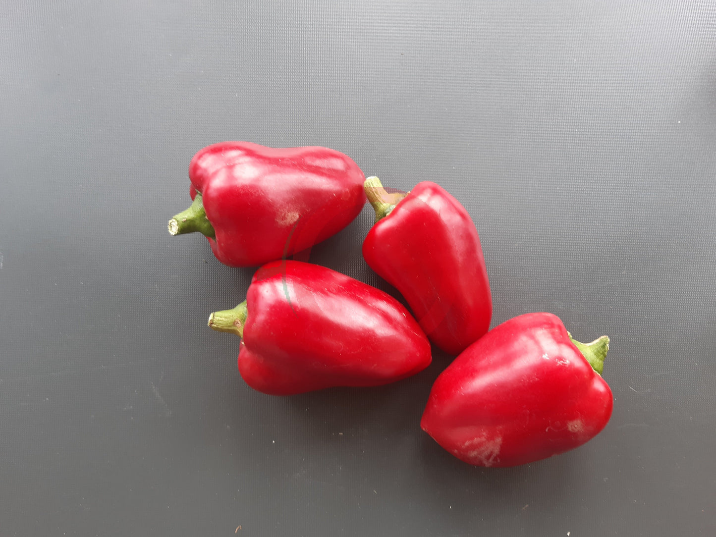 Lesya DER TOMATENFLÜSTERER