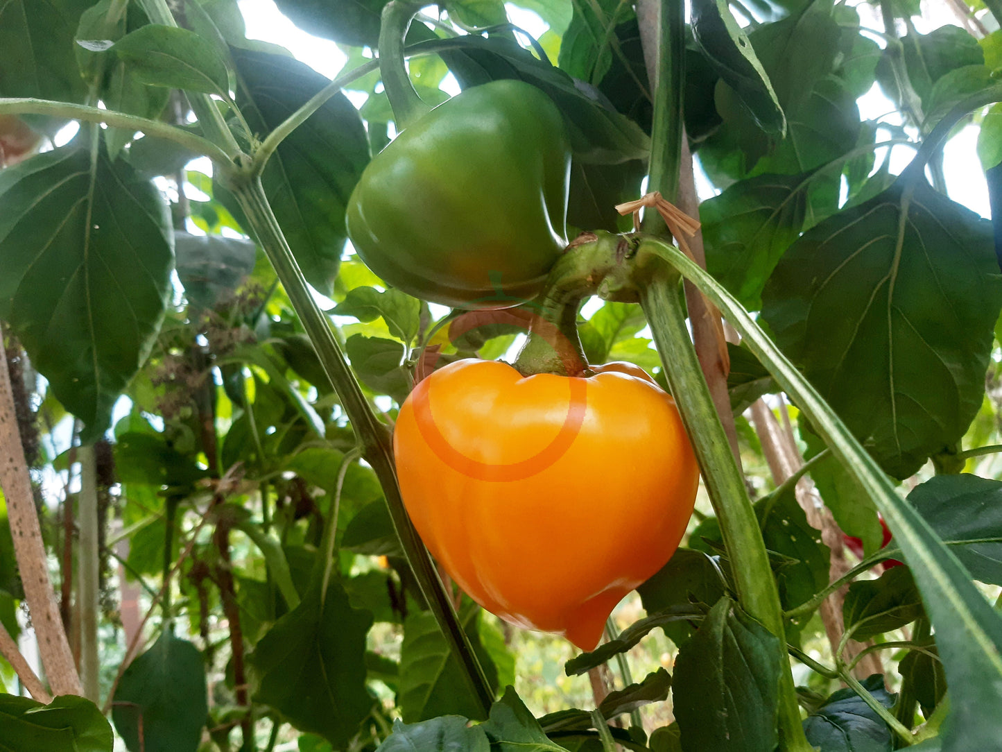 Lesya Orange DER TOMATENFLÜSTERER