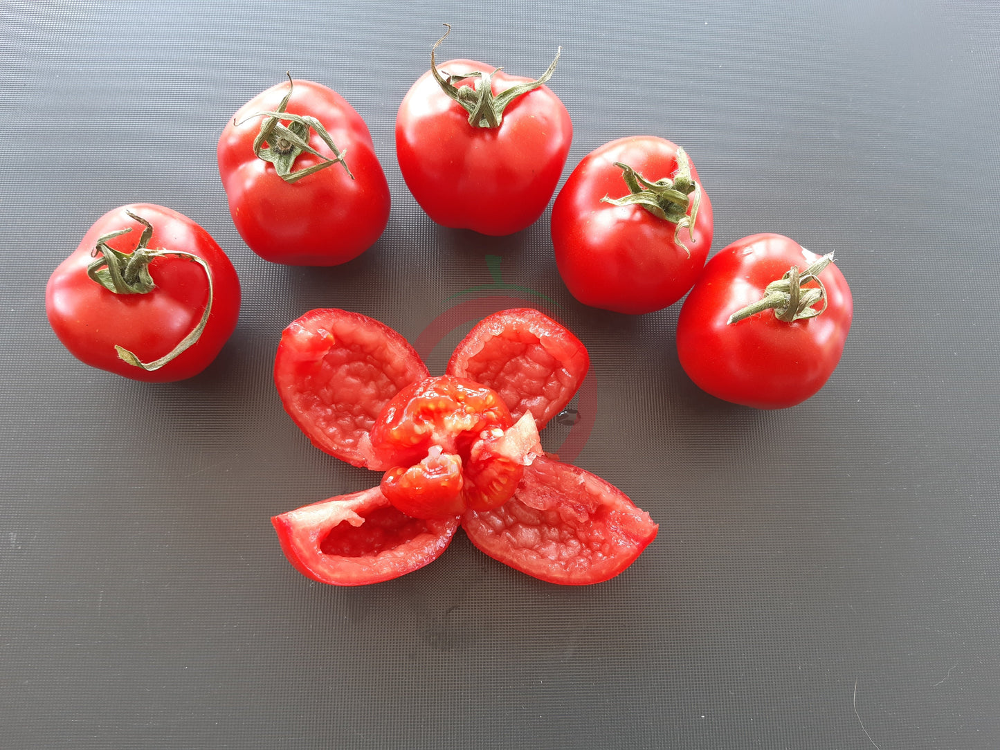 Liberty Bell DER TOMATENFLÜSTERER
