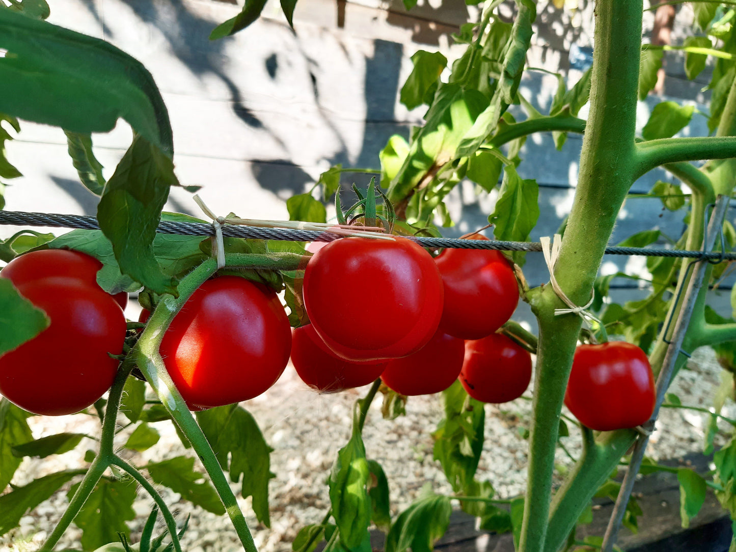Liberty Bell DER TOMATENFLÜSTERER