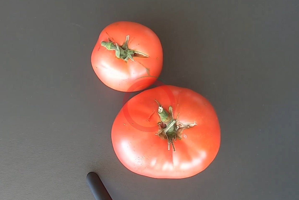 Livingston´s Buckeye State DER TOMATENFLÜSTERER