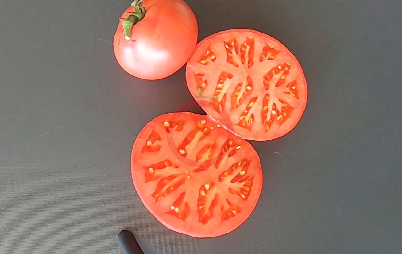Livingston´s Buckeye State DER TOMATENFLÜSTERER