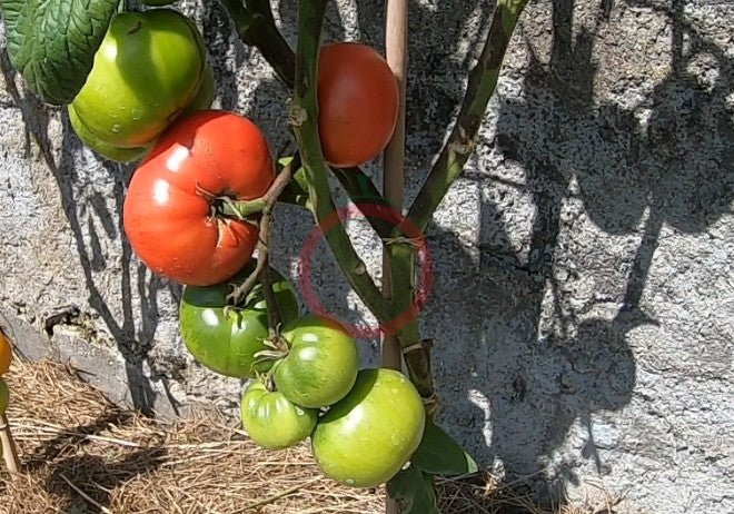 Livingston´s Buckeye State DER TOMATENFLÜSTERER