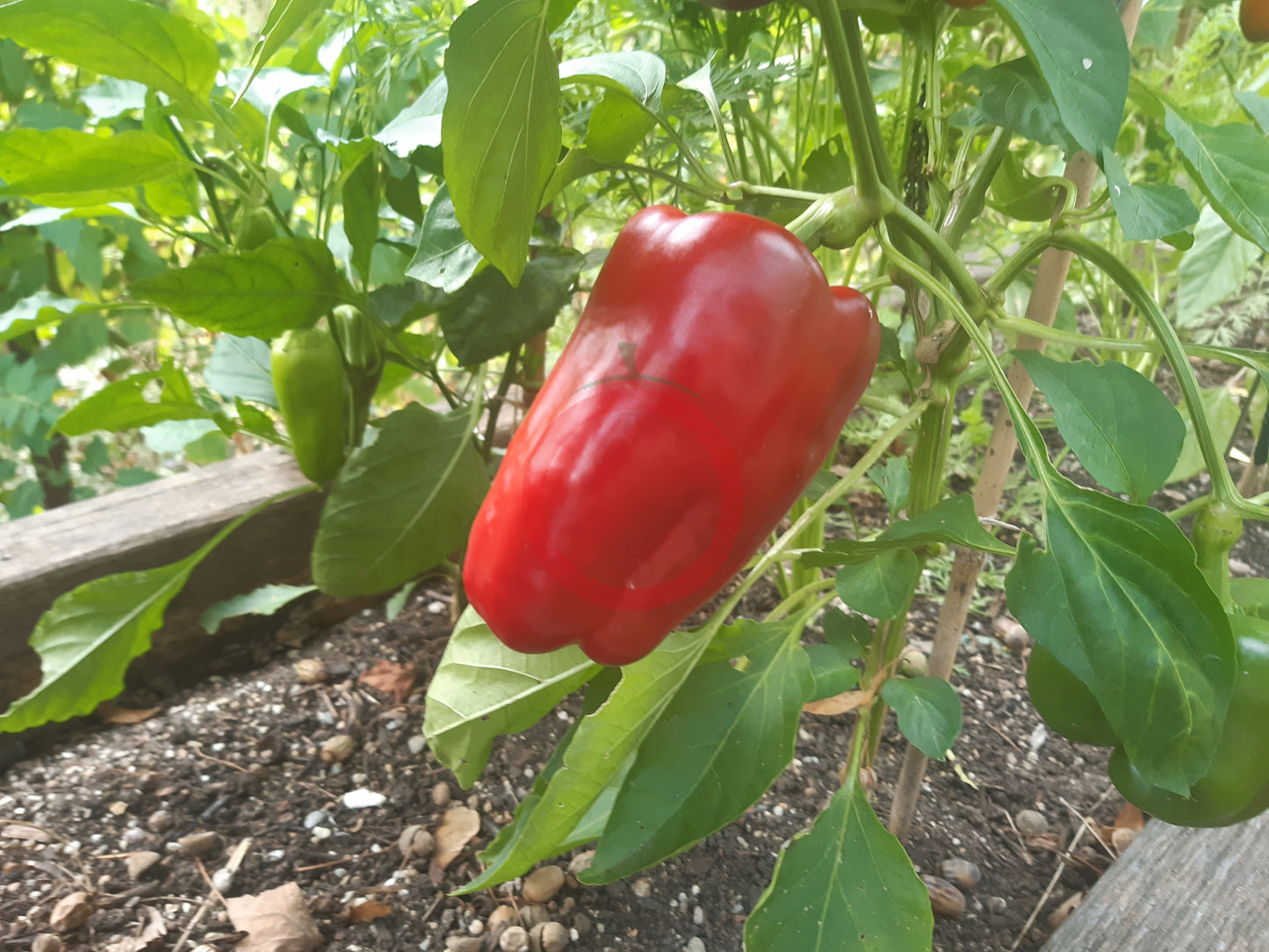 Ljubo's Palm DER TOMATENFLÜSTERER