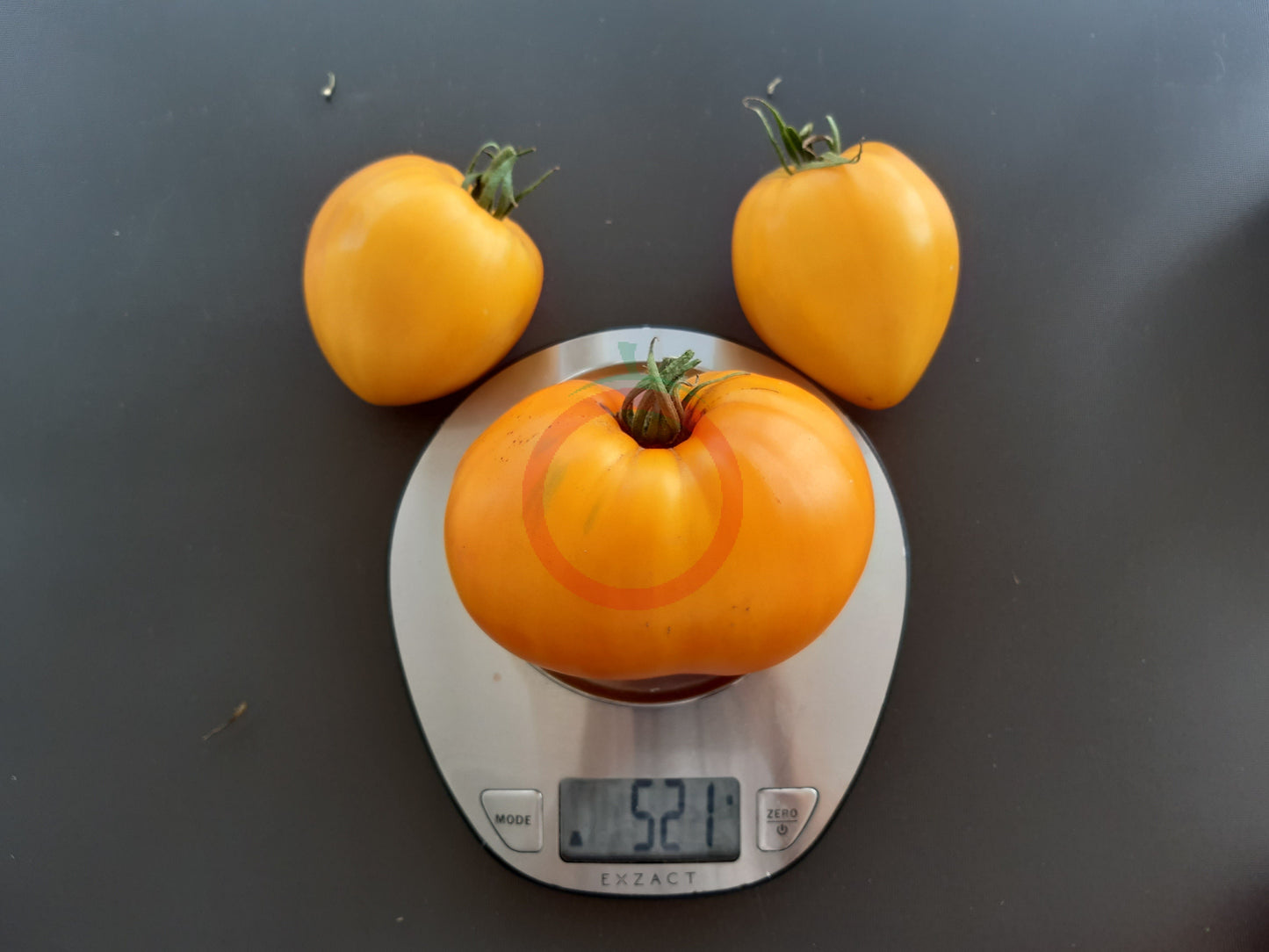 Lunar Joy DER TOMATENFLÜSTERER