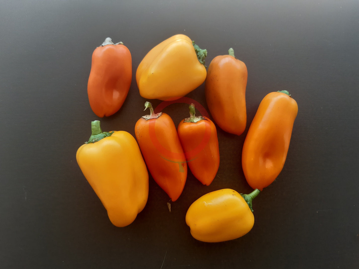 Lunchbox Orange DER TOMATENFLÜSTERER