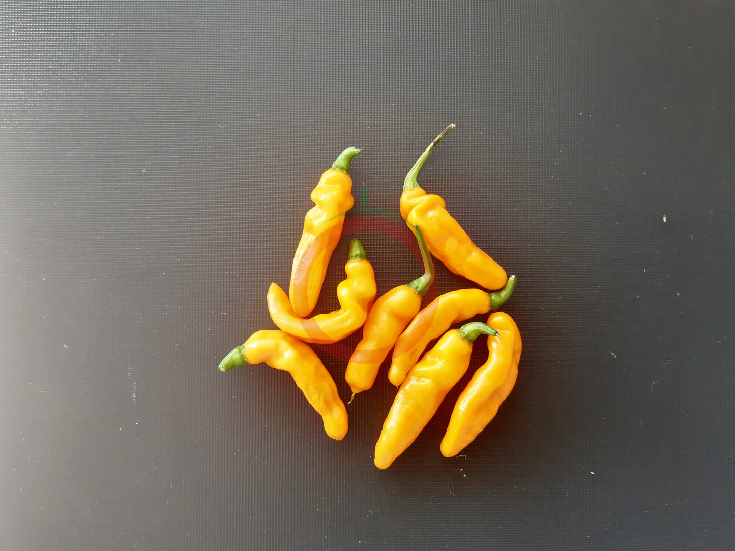 Mako Akokosrade DER TOMATENFLÜSTERER