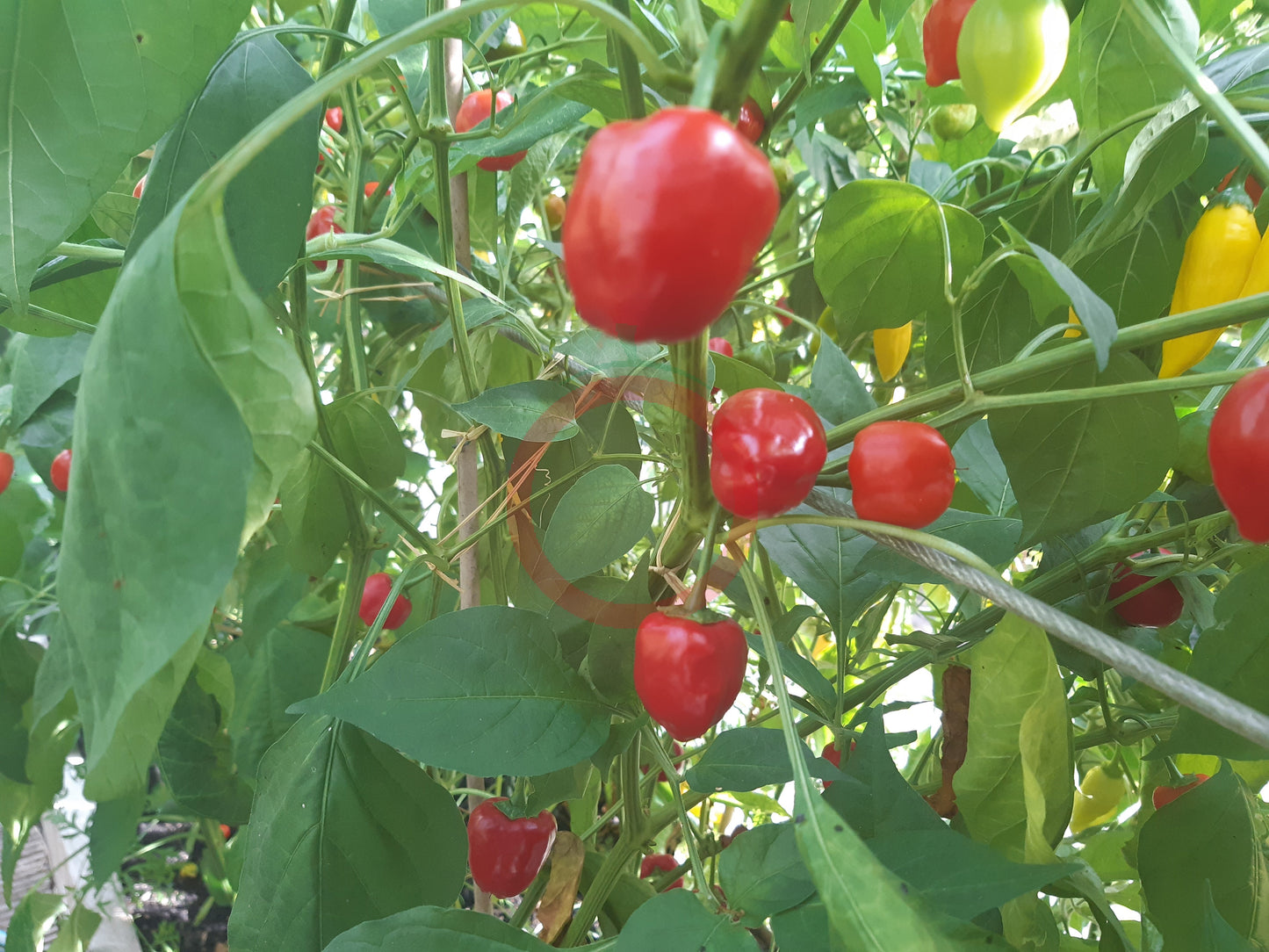Malawi Piquante Pepper DER TOMATENFLÜSTERER