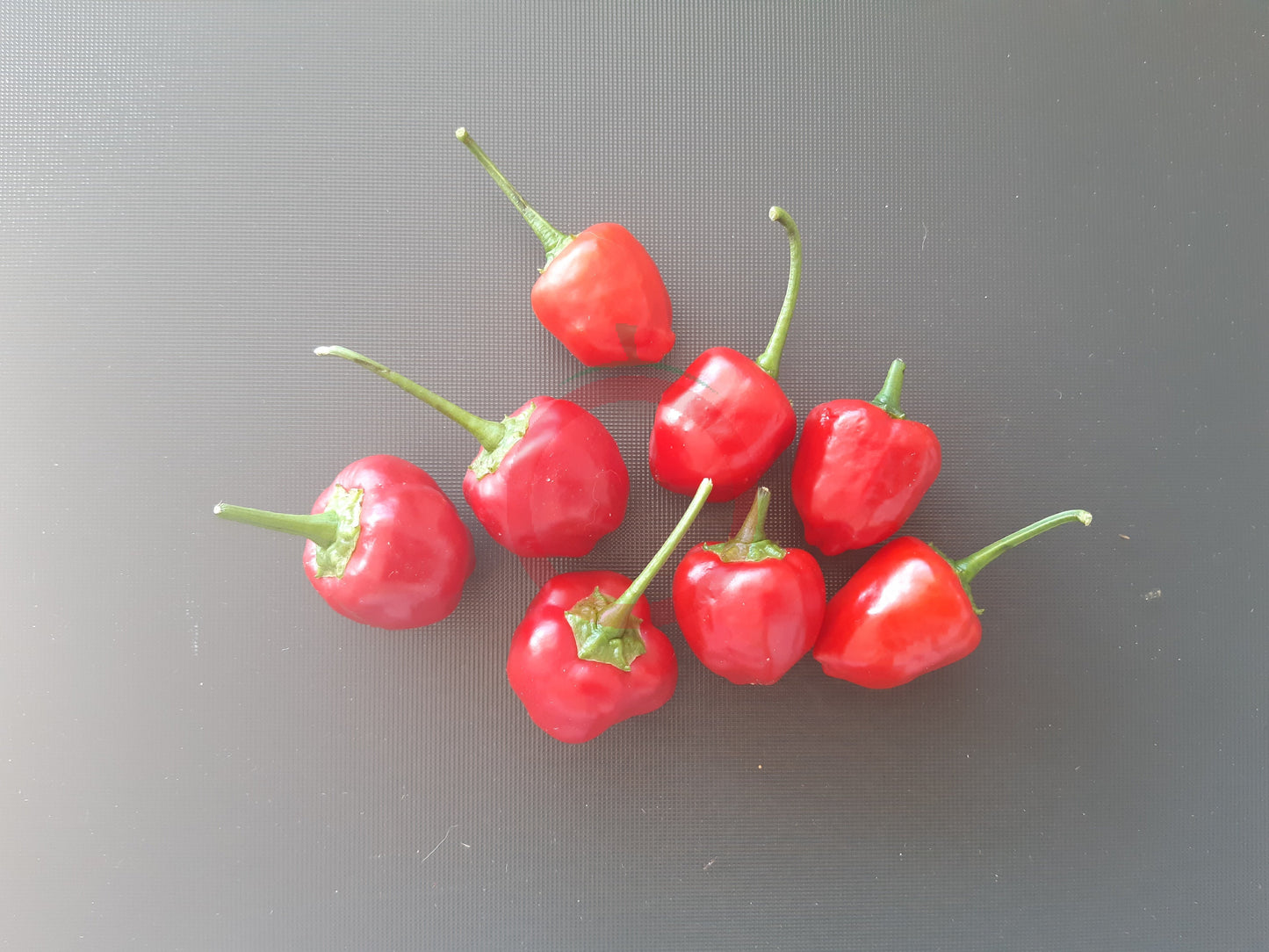 Malawi Piquante Pepper DER TOMATENFLÜSTERER
