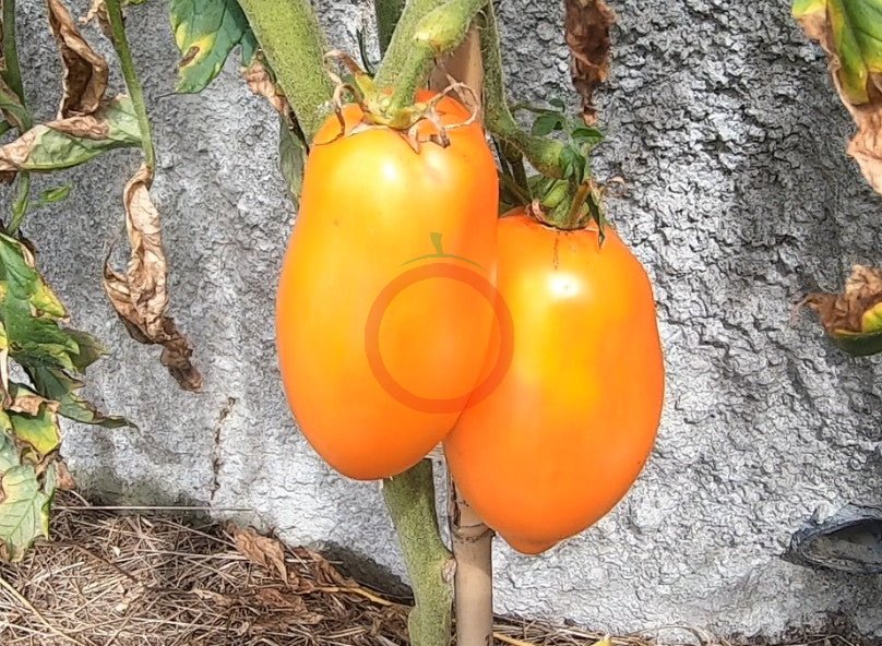 Mango Django DER TOMATENFLÜSTERER