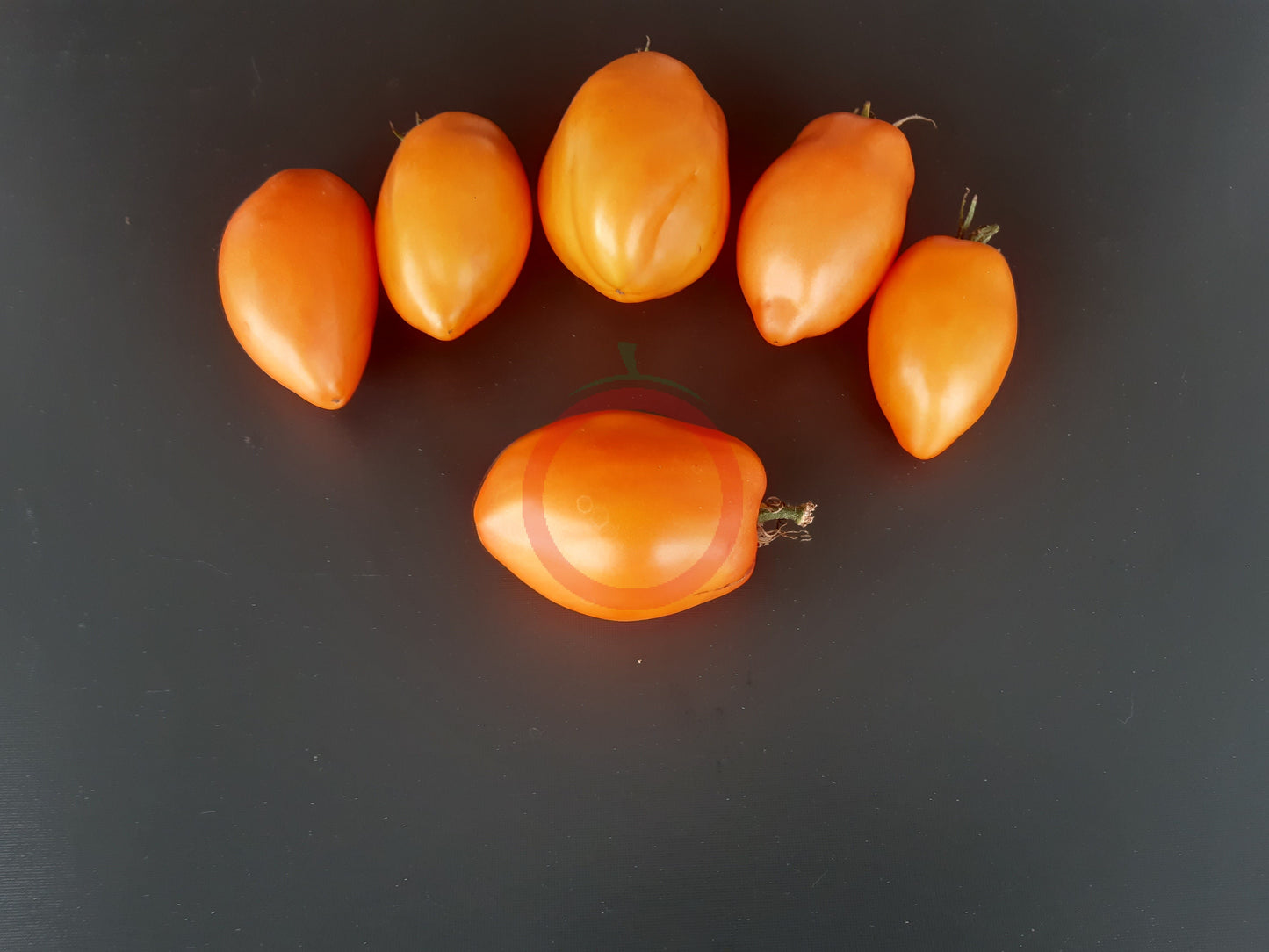 Mango Django DER TOMATENFLÜSTERER