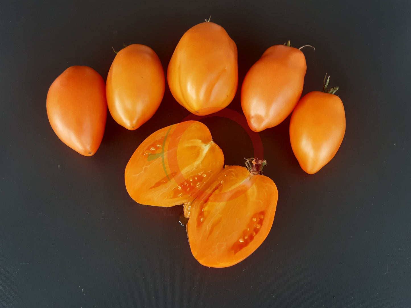 Mango Django DER TOMATENFLÜSTERER