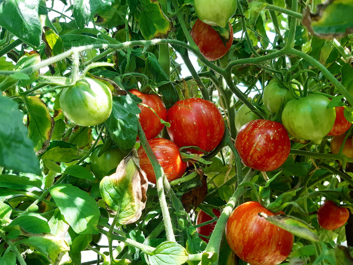 Maria Koller DER TOMATENFLÜSTERER