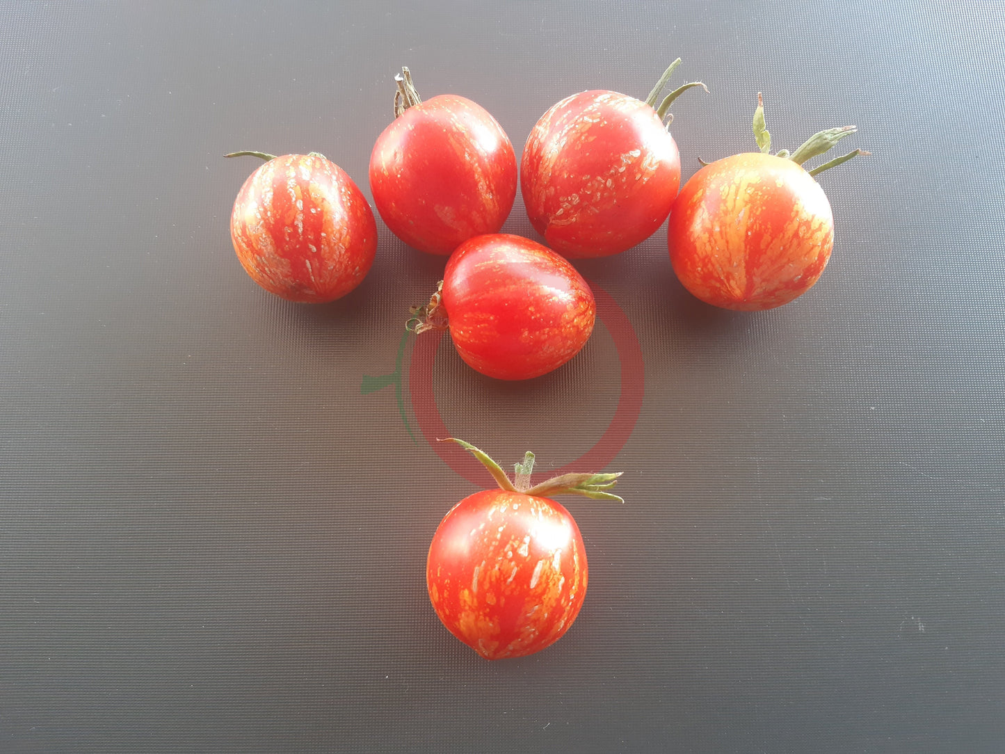 Maria Koller DER TOMATENFLÜSTERER