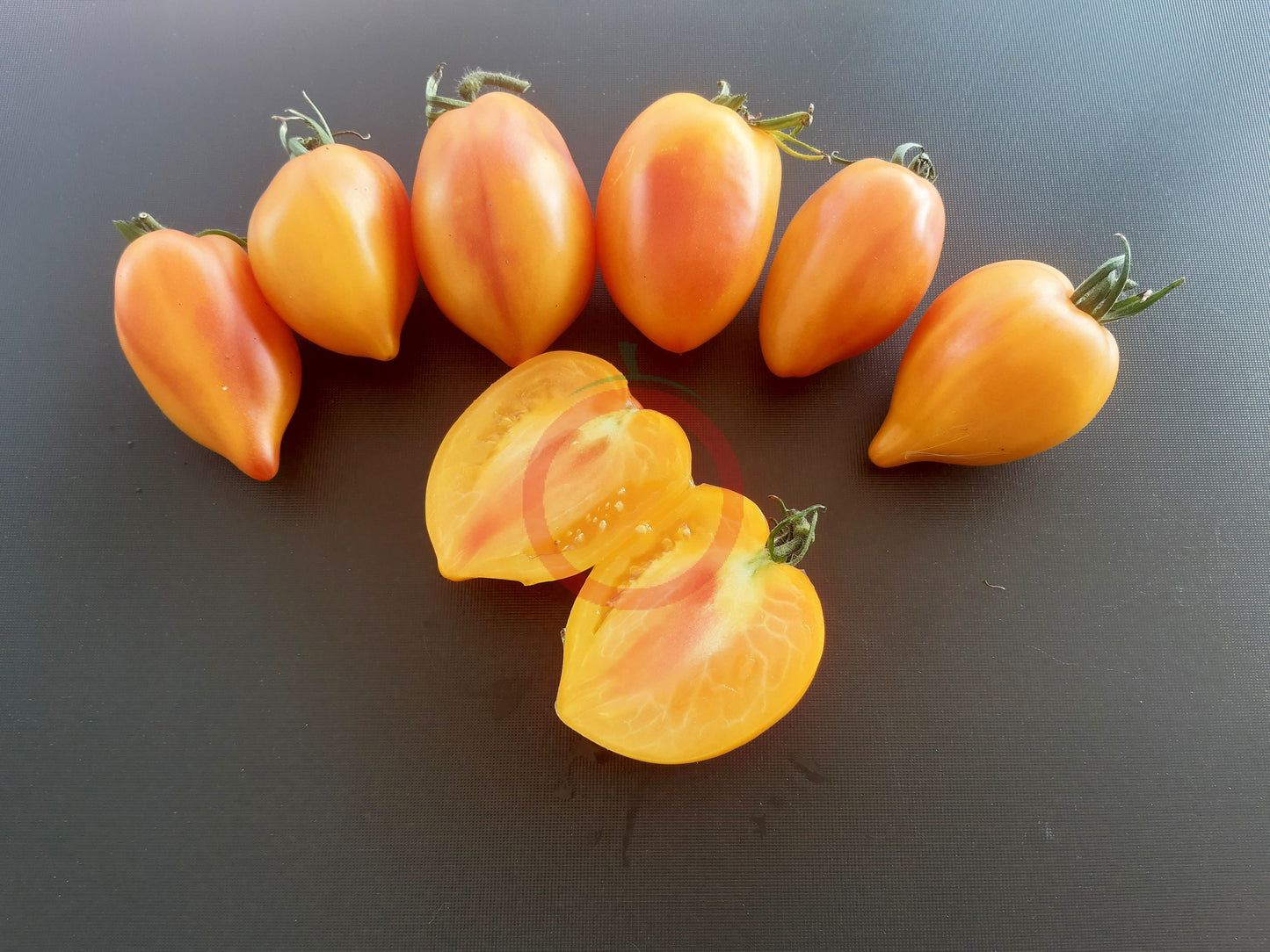 Marina's Praise DER TOMATENFLÜSTERER