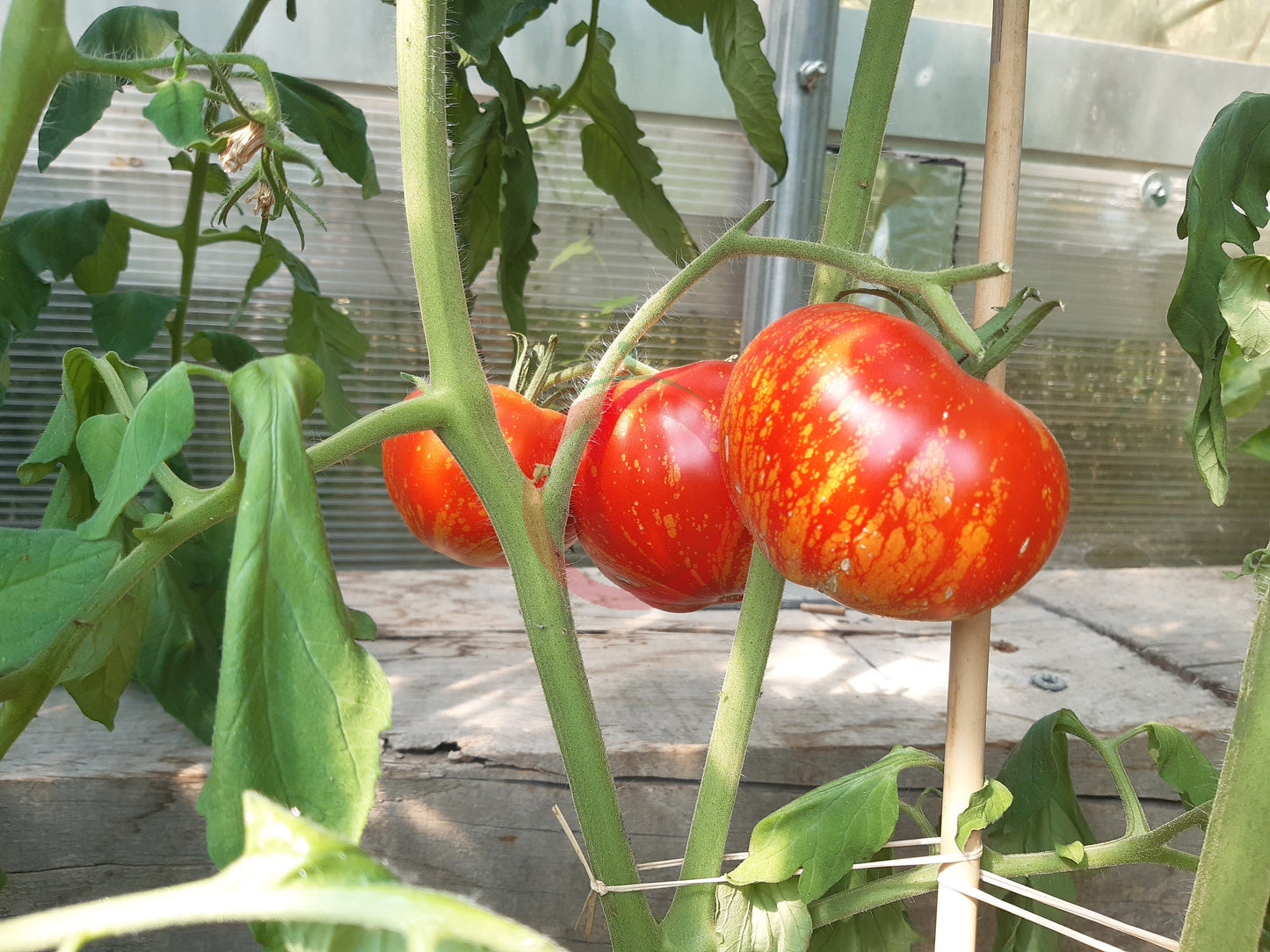 Marmande de Montpellier DER TOMATENFLÜSTERER