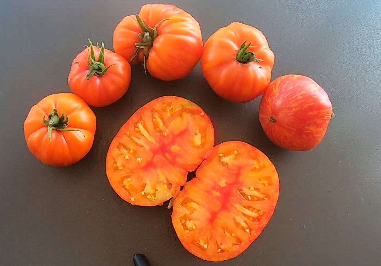 Mermaid DER TOMATENFLÜSTERER