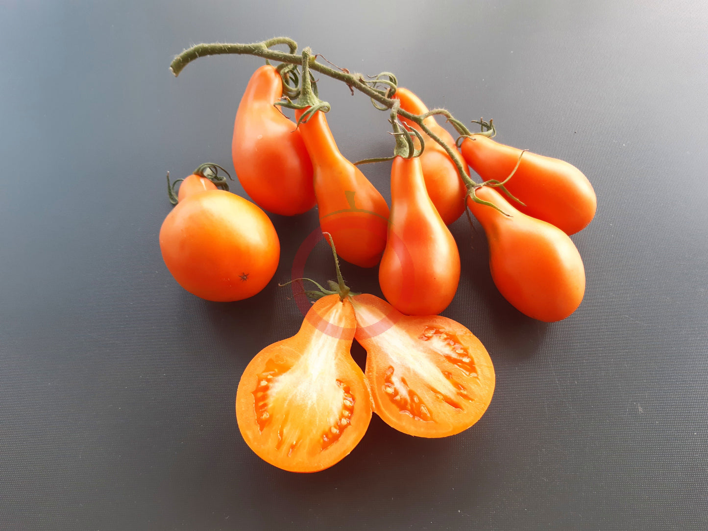 Mila DER TOMATENFLÜSTERER