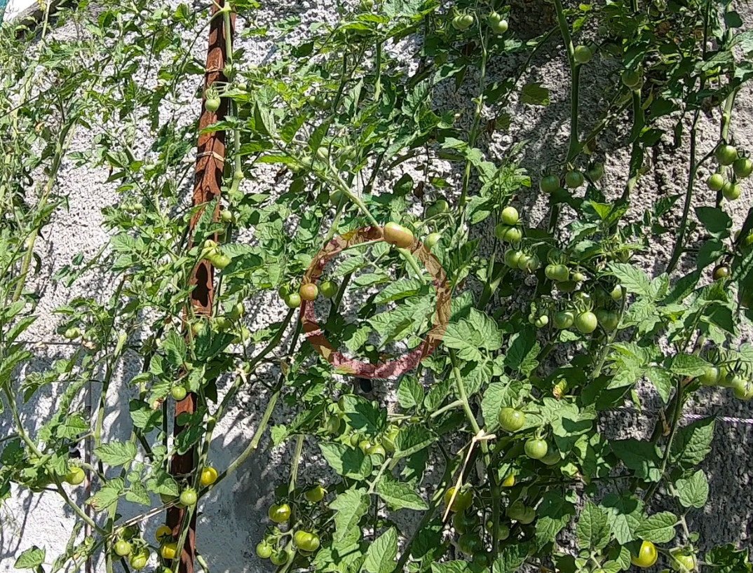Mirabell DER TOMATENFLÜSTERER